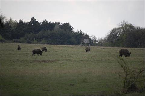 Hunting package in the Czech Republic including 22 heads of game