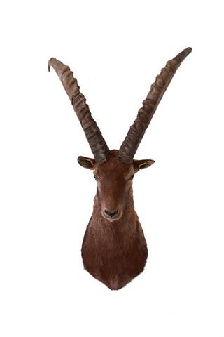 Alpine ibex cape mount