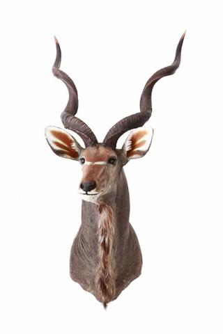greater kudu (Tragelaphus strepsiceros) cape mount