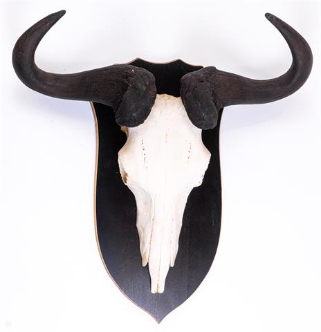 Trophy Wildebeest (Pickup only - No shipping!)