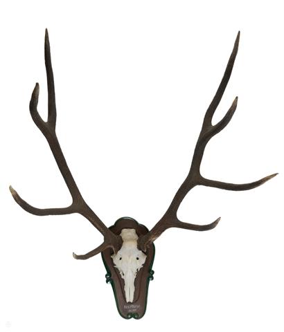 Trophy deer (Pickup only - no shipping!)