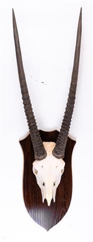 Trophäe Oryx (Nur Abholung - Kein Versand!)