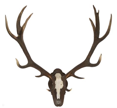 Trophy deer (Pickup only - no shipping!)