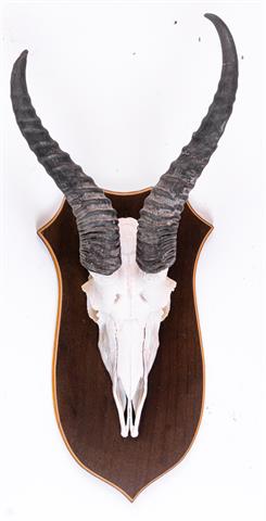Trophy springbok antelope (collection only - no shipping)